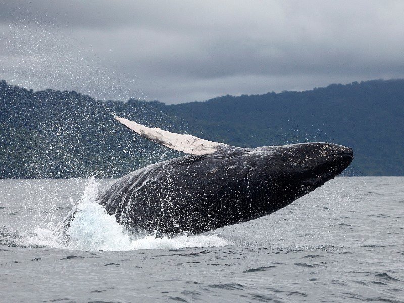 Exploring Nuqui: Surf, Whales and Rainforest